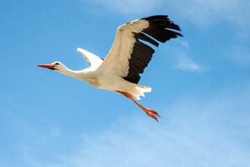 A graceful white stork soaring through a clear blue sky, a sign of fertility and peace