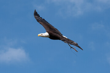 Majestic American Bald Eagle in Flight