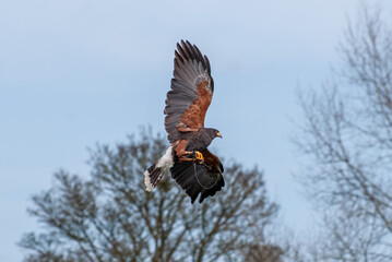 Falcon Soaring in Clear Blue Sky