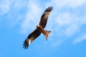 Falcon Soaring in Clear Blue Sky