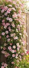 Fototapeta premium A sprawling cosmos flower bush with its full bloom against a warm wooden fence, garden blooms, botanical garden
