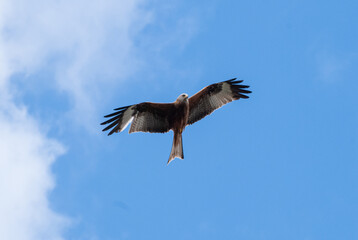 Falcon Soaring in Clear Blue Sky