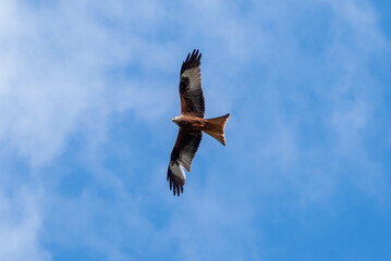 Falcon Soaring in Clear Blue Sky