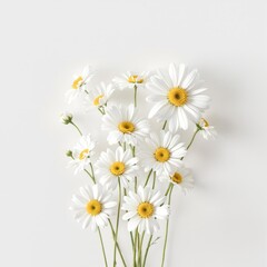 Obraz premium Aesthetic composition of white daisies with sunny yellow centers against a plain white backdrop, design, modern, presentation, minimal, concept
