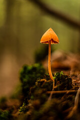 little mushroom on log