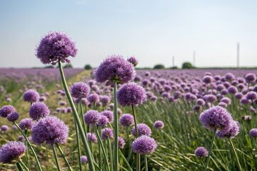 Obraz premium A field of purple flowers with onion-like bud shells swaying gently in the breeze, open landscapes, landscape photography, onion flower buds