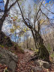 Fototapeta premium Natural tree