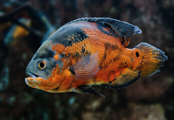 Vibrant Orange and Black Oscar Fish in a Freshwater Aquarium
