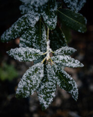 snowy leaves