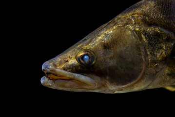 Close-up of a Walleye Fish on Black Background