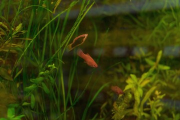 Underwater decorations for an aquarium in a pet store