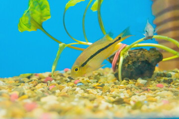 Aquarium in a pet store with colorful fish