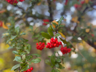 Obraz premium red berries on a branch