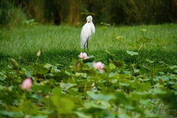 Water egret in a pond in a public park