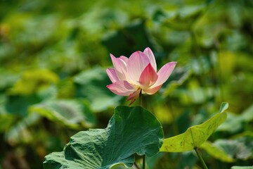 Pink lotus flowers bloom in lotus pond