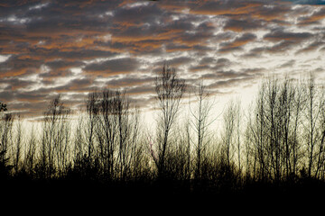 Fototapeta premium tree sillouettes at sunset