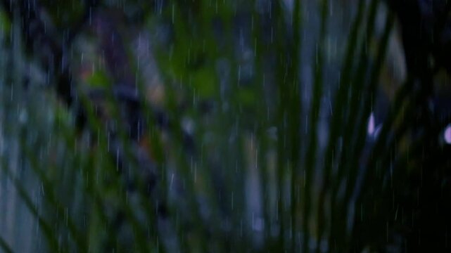 rain drops on the window. Rain in the forest. Raindrops on leaf tree, light Rain falling On Tree Leaves.