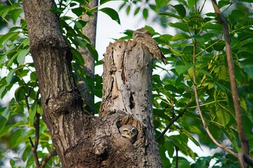 Spotted Owlet with yellow eyes, living in hollow tree