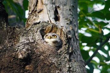 Spotted Owlet lies in a hollow in a tree trunk, looking up at the sky