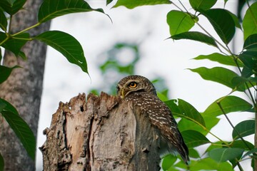 Spotted Owlet sits on stump in tree