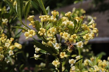 Fleurs de Pittosporum truncatum