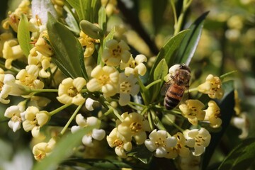 Fleurs de Pittosporum truncatum