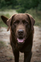 Fototapeta premium Labrador 