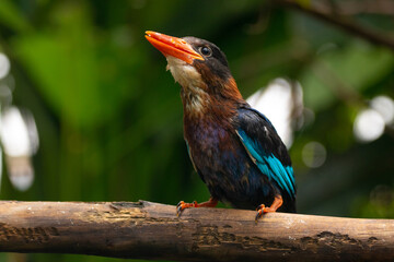 Obraz premium The Javan kingfisher (Halcyon cyanoventris), sometimes called the blue-bellied kingfisher or Java kingfisher