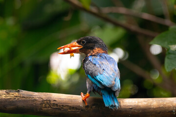 The Javan kingfisher (Halcyon cyanoventris), sometimes called the blue-bellied kingfisher or Java...