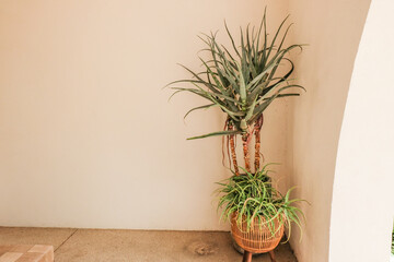 Mediterranean minimal wall and Lamp on wall,green plant exterior architecturer, a lot of plants,scandinavian interior in cozy home decor.living room interior in warm beige tones,copy space.