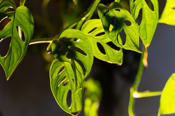 monstera