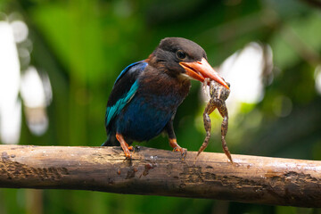 The Javan kingfisher (Halcyon cyanoventris), sometimes called the blue-bellied kingfisher or Java kingfisher