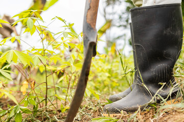 Close-up of boots and a metal shovel in the middle of a cassava and plantain field, ready for work