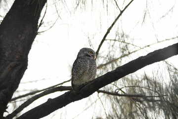 Backlight shot of Spotted Owlet perched on a branch