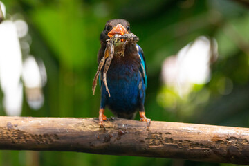 The Javan kingfisher (Halcyon cyanoventris), sometimes called the blue-bellied kingfisher or Java kingfisher