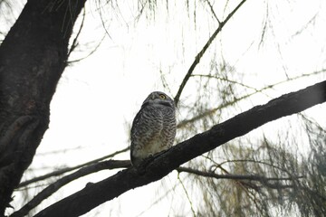 Backlight shot of Spotted Owlet perched on a branch