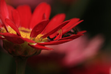 red alpine aster purple flower macro photo