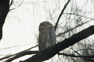 Backlight shot of Spotted Owlet perched on a branch