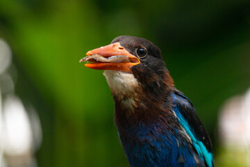 The Javan kingfisher (Halcyon cyanoventris), sometimes called the blue-bellied kingfisher or Java kingfisher