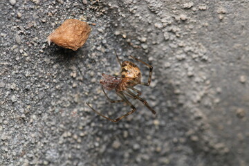 natural parasteatoda tepidariorum spider macro	