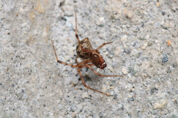 natural parasteatoda tepidariorum spider macro	