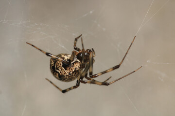 natural parasteatoda tepidariorum spider macro	