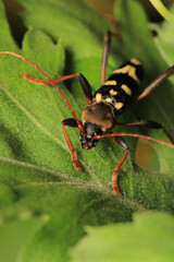 Neoclytus yellow striped insect photo