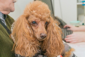 Poodle is being examined by a veterinarian