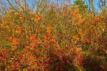 Background with orange colored smoketree (Cotinus coggygria) bush