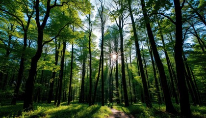 Obraz premium Sunbeams filtering through lush green forest canopy.