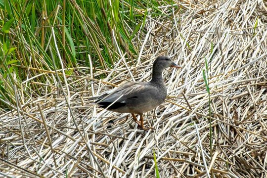 The gadwall (Mareca strepera)