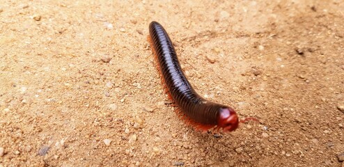Interesting Centipede Crawling on the Sandy Ground in a Natural Environment During Daylight Hours
