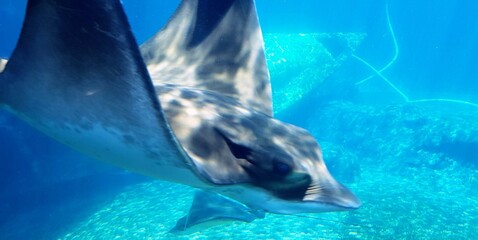 Naklejka premium Majestic Ray Gliding Gracefully Through Clear Blue Water in an Underwater Habitat at Midday