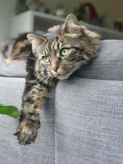 Obraz premium Relaxing Tabby Cat Lounging on a Cozy Gray Couch in a Bright Living Room